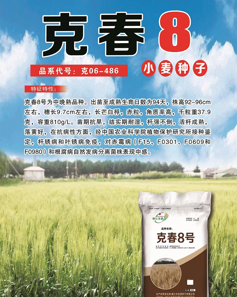 黑河小麥種子 黑河小麥種子